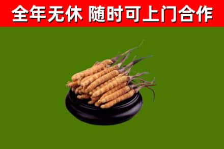 囊谦烟酒回收冬虫夏草.jpg